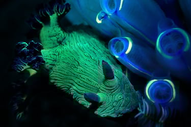 Nudibranquio verde y azul