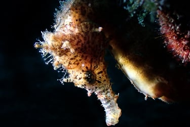 Caballito de mar tigre