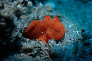 Pez rana juvenil rojo
