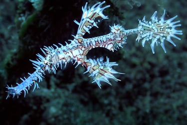 White ornate ghost pipefish