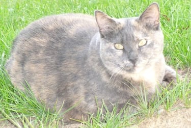 Joli chat couché dans l'herbe