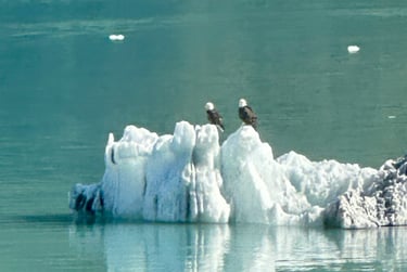 Bald Eagles Alaska cruise
