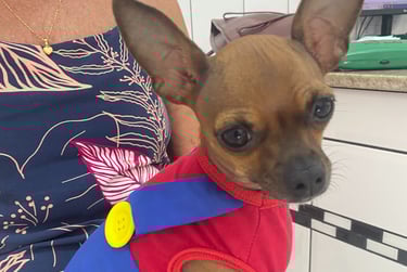 veterinario 24 horas