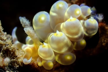 Nudibranquio amarillo uva
