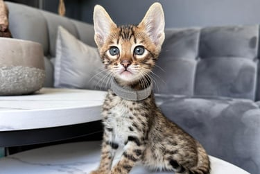 Gatto Savannah cucciolo