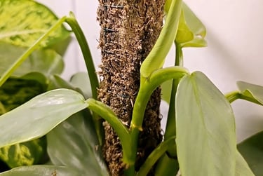 Philodendron Silver Sword on a sphagnum moss pole