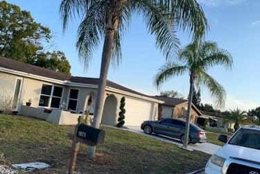 Palm trees and grass in a yard