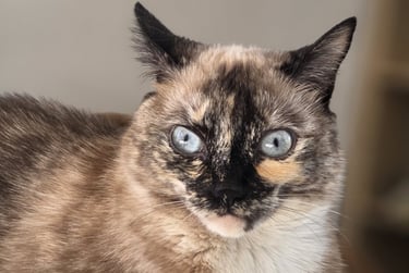 Chat dans une clinique vétérinaire à Varces