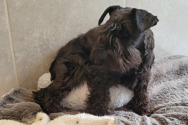 femelle schnauzer qui est attentive