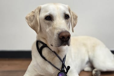 Chien chez le vétérinaire pour être soigné