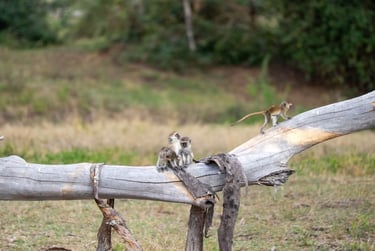 Solio Lodge Kenya monkeys