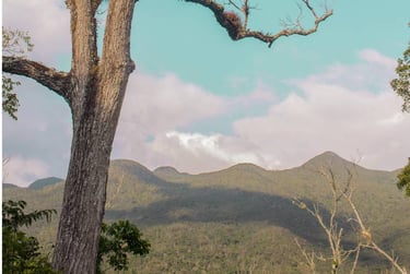 View of the El Ocote jungle mountain-sides under a turquoise blue sky on a Chiapas Birding adventure
