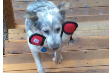 Bailey's behavior modificaiton journey, toys are fun