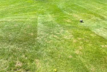 a yard that was just mowed and bushes that were just trimmed