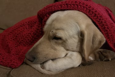 a dog is sleeping on a couch with a blanket
