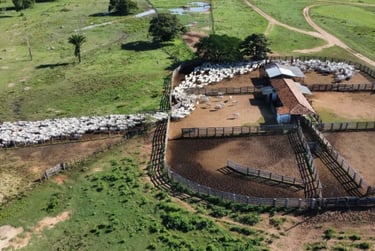 Licenciamento Ambiental para confinamento