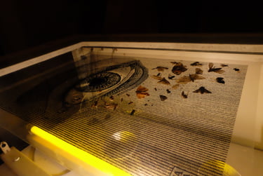 Sérigraphie insectes TAMAM Sérigraphie