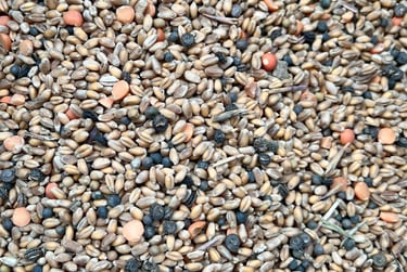 Grains de blé avant triage. Crédit photo : Terres&Graines
