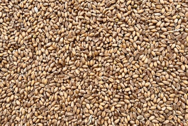 Grains de blé triés au trieur optique. Crédit photo : Terres&Graines