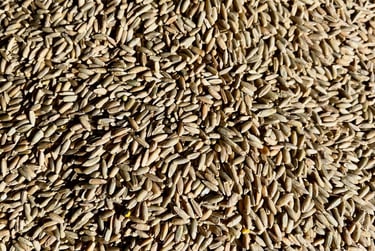 Grains de Seigle triés au trieur optique. Crédit photo : Terres&Graines