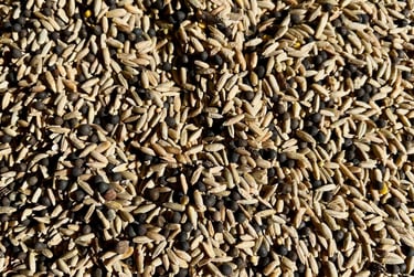 Grains de seigle avant triage. Crédit photo : Terres&Graines