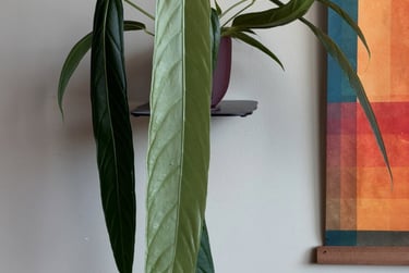 anthurium pallidiflorum lille plante Tibaldo Jungle