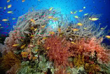 Malapascua coral