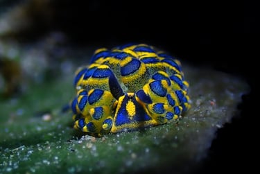 Nudibranquio amarillo y azul