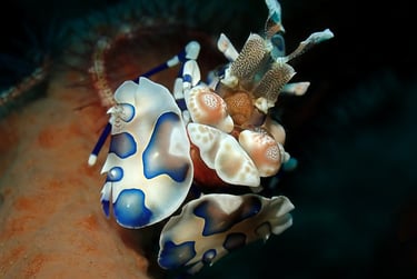 Gamba arlequín tour