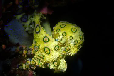 Pulpo de anillos azules