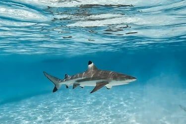 Malapascua black tip