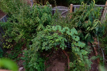 Bountiful backyard garden with a trellis, fruit trees, and mroe. 