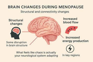 Scientific infographic illustrating brain changes during menopause, showing structural changes
