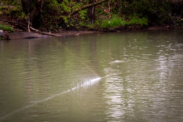 Dry Fly Fishing in Tennessee 