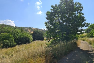 Wöllstein, Wiese, Wald