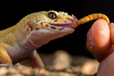 lizard eating a mealworm