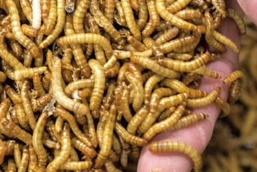 A handful of mealworms