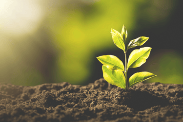 A young green plant growing from rich soil under warm morning sunlight for sustainable gardening.