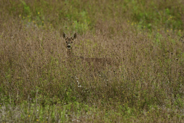 Deer hidden in tall grass