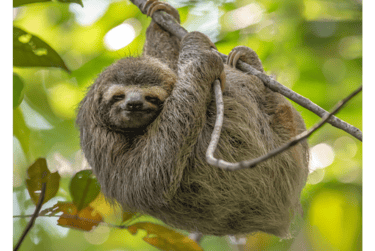 Sloth hanging from branch