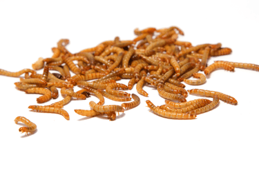 Mealworms