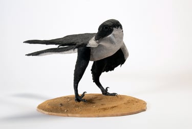 Archaeopteryx 8