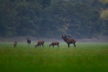 cerf élaphe