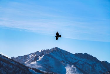 Eagle above snowy mountains Corsica