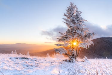 Golden sunrise over a snow-covered mountain landscape with a frozen pine tree and sunburst.