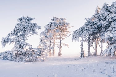 Snow-covered pine trees in a frozen winter landscape at sunrise with soft morning light.
