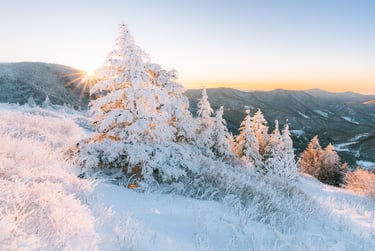 Golden sunrise over snow-covered evergreen trees in a mountain winter landscape.