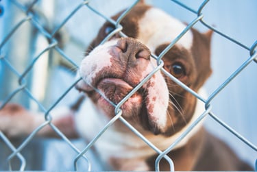 柵越しに見つめる保護犬のイメージ画像｜堺市のニュースならサカイタイムズ