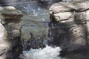Photo showing a fish in the middle of jumping up one of the fish ladder rungs
