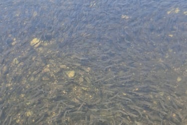 Photo of a large school of alewives